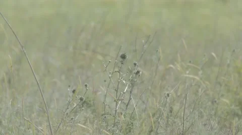 Dry thistle in a light breeze Stock Footage 43866034