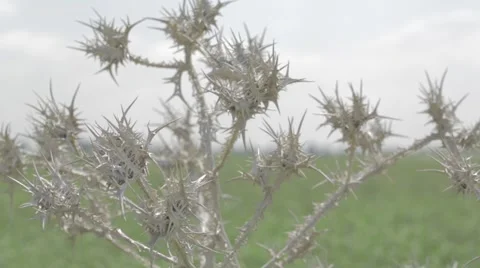 Dry thistle moving  in light breeze Stock Footage 43861970