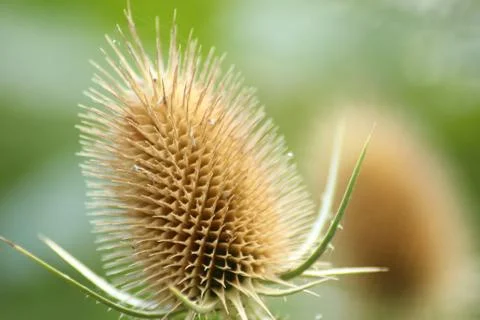 Dry thistle Stock Photos