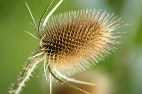 Dry thistle Stock Photos