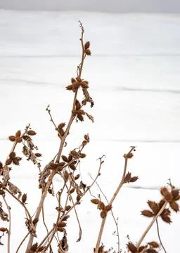 Dry Thistle 写真素材