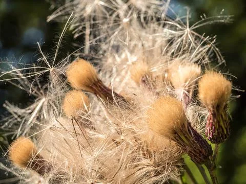 Dry Thistle Stock Photos