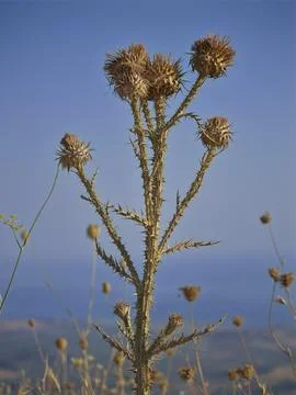 Dry thistle Stock Photos