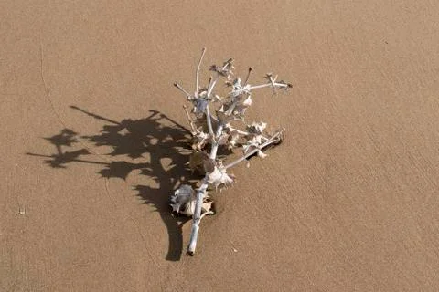 Dry thistle plant on the beach sand Stock Photos