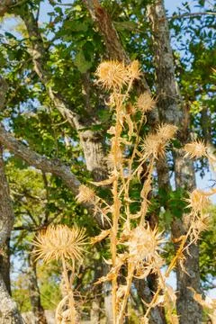 Dry thistle plant with sharp spiky flowers in front of forest trees under b.. Foto stock