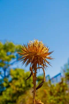 Dry thistle plant with sharp spines against clear blue summer sky Stock Photos
