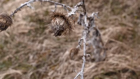 Dry thistle on the side of the road. Stock Footage 129513551