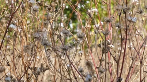 Dry thistle stems and dead teasel seed heads standing in autumn field, panning Video stock 343560591