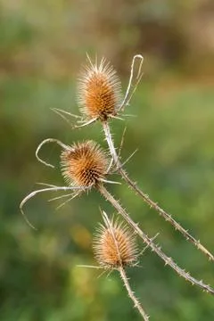 Dry thistle in sun Stock-Fotos