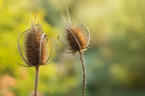 Dry thistle in sun Stock Photos
