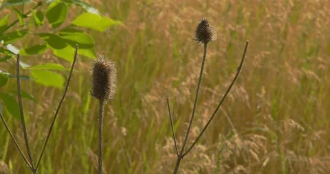 Dry thistle in the wind Stock Footage 155774197