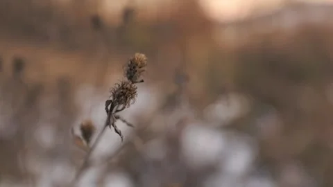 Dry thistle in winter Stock Footage 294074751