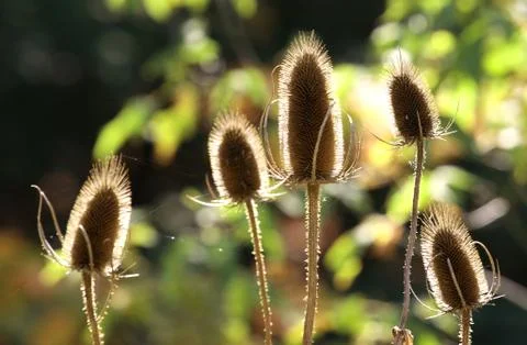Dry thistles. Stock Photos