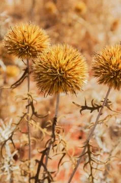 Dry Thistles Stock Photos