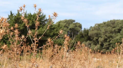 Dry thistles in the wind Stock Footage 33214538