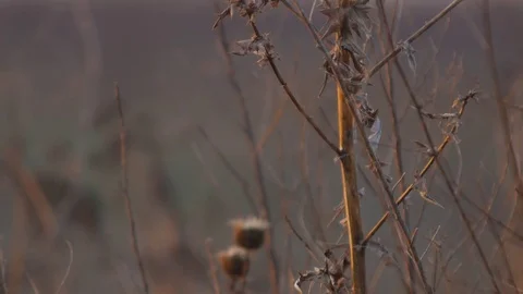 Dry thorn field. Close up Stock Footage 78980039