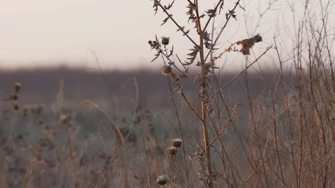 Dry thorn field Stock Footage 78979852