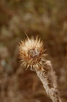 The Dry Thorn Foto stock