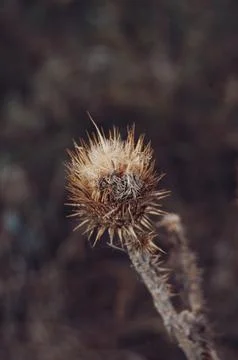 The Dry Thorn Stock Photos