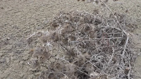 Dry thorn rubble from the previous year, dry thorn, Stock Footage 179014120