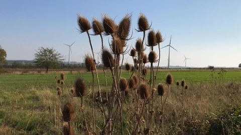 Dry thorny dipsacus or teasel near wind turbines Stock Footage 97168964