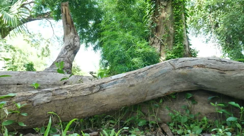 Dry timber camera panning. Stock Footage 65794958