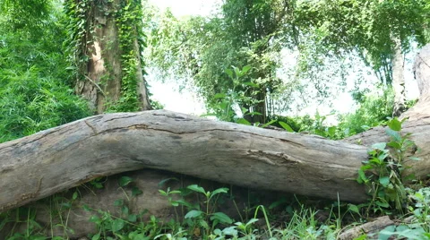 Dry timber camera panning. Stock Footage 65797468