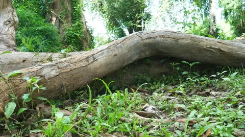 Dry timber camera panning. Stock Footage 65798370