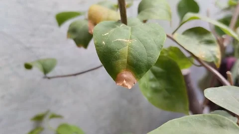 Dry tips of plant leaves. This is caused by less moist soil. Stock Footage 285593198