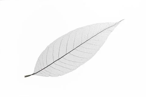 Dry translucent leaf Stock Photos