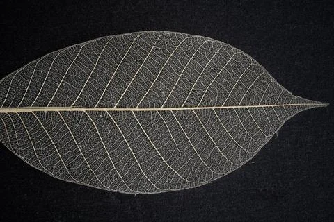Dry transparent leaf with a complex structure. concept: free breathing, purit Stock Photos