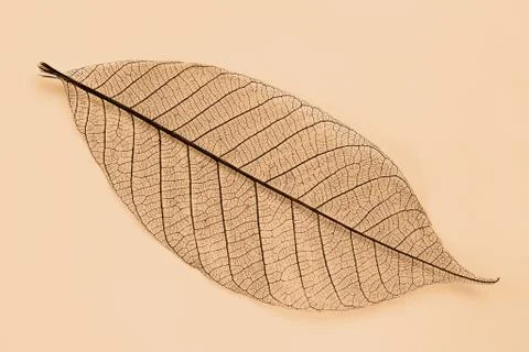 Dry transparent leaf Stock Photos