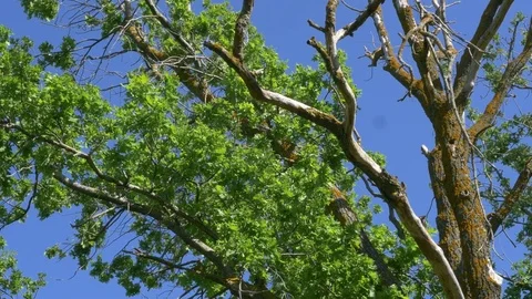 Dry Tree 2 스톡 동영상 70990775