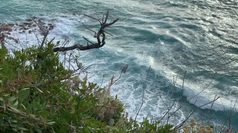 Dry tree against the backdrop of the sea surf, Mediterranean Sea Stock Footage 322578173