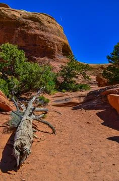 Dry tree against the background of an Eroded landscape, Arches National Park, Stock Photos
