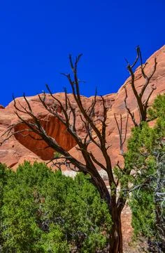 Dry tree against the background of an Eroded landscape, Arches National Park, 스톡 사진