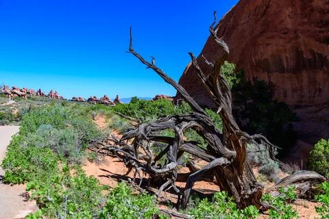 Dry tree against the background of an Eroded landscape, Arches National Par.. Stock Photos