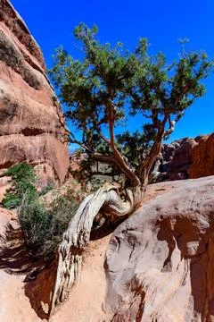 Dry tree against the background of an Eroded landscape, Arches National Par.. Foto stock