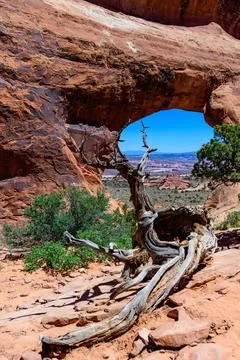 Dry tree against the background of an Eroded landscape, Arches National Par.. Foto stock