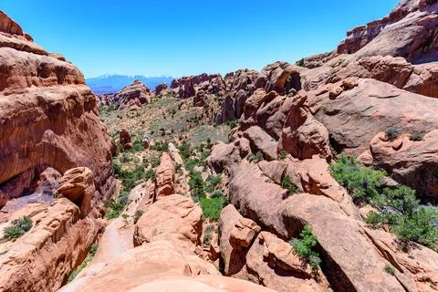 Dry tree against the background of an Eroded landscape, Arches National Par.. Fotos de archivo