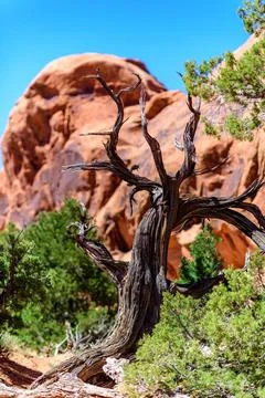 Dry tree against the background of an Eroded landscape, Arches National Par.. Фото
