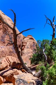 Dry tree against the background of an Eroded landscape, Arches National Par.. Foto stock