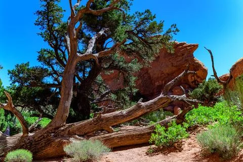Dry tree against the background of an Eroded landscape, Arches National Par.. 스톡 사진