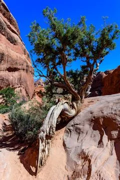 Dry tree against the background of an Eroded landscape, Arches National Par.. Foto stock