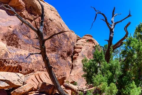 Dry tree against the background of an Eroded landscape, Arches National Par.. Stock Photos