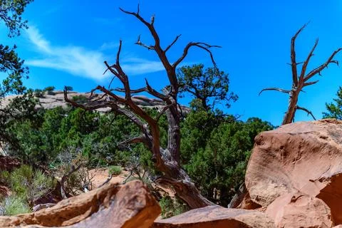 Dry tree against the background of an Eroded landscape, Arches National Par.. Foto stock
