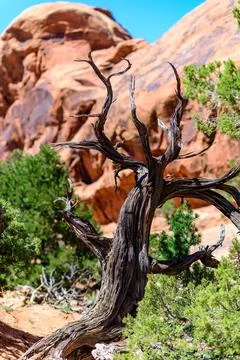 Dry tree against the background of an Eroded landscape, Arches National Par.. Stock-Fotos