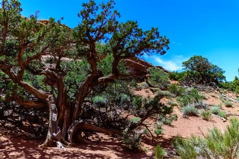 Dry tree against the background of an Eroded landscape, Arches National Par.. Stock Photos