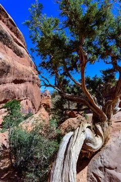 Dry tree against the background of an Eroded landscape, Arches National Par.. Stock-Fotos