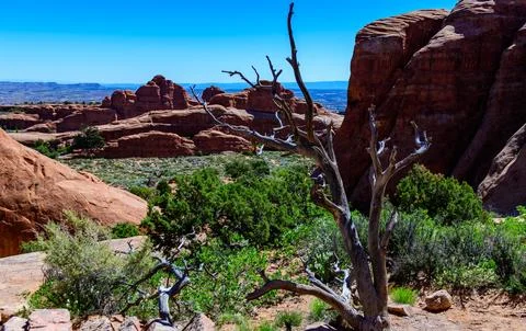 Dry tree against the background of an Eroded landscape, Arches National Par.. Foto stock